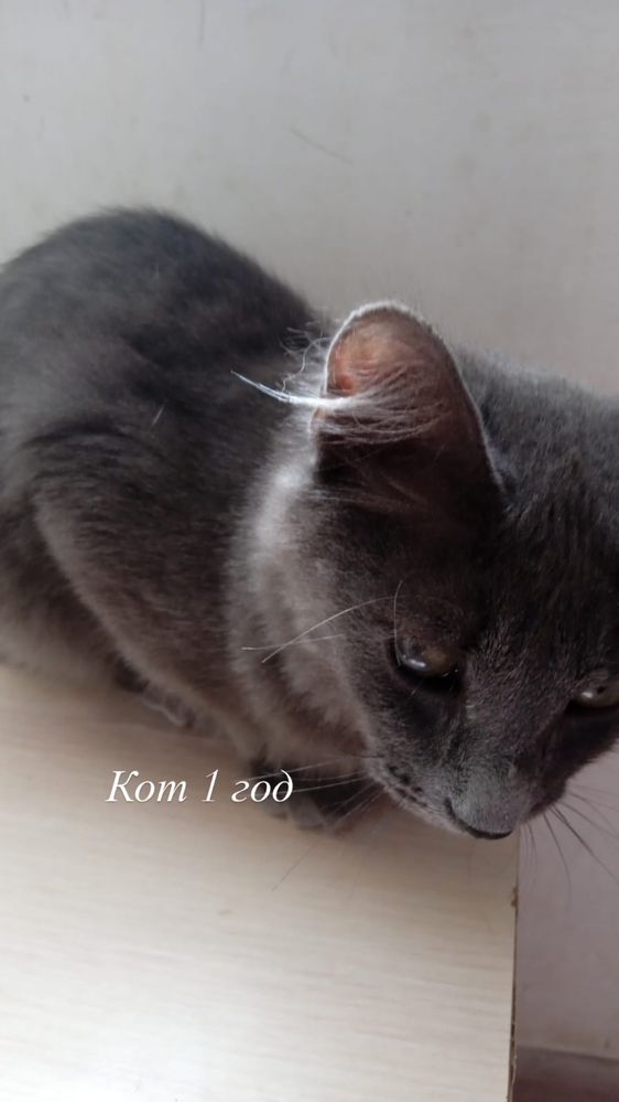 Коты в добрые руки