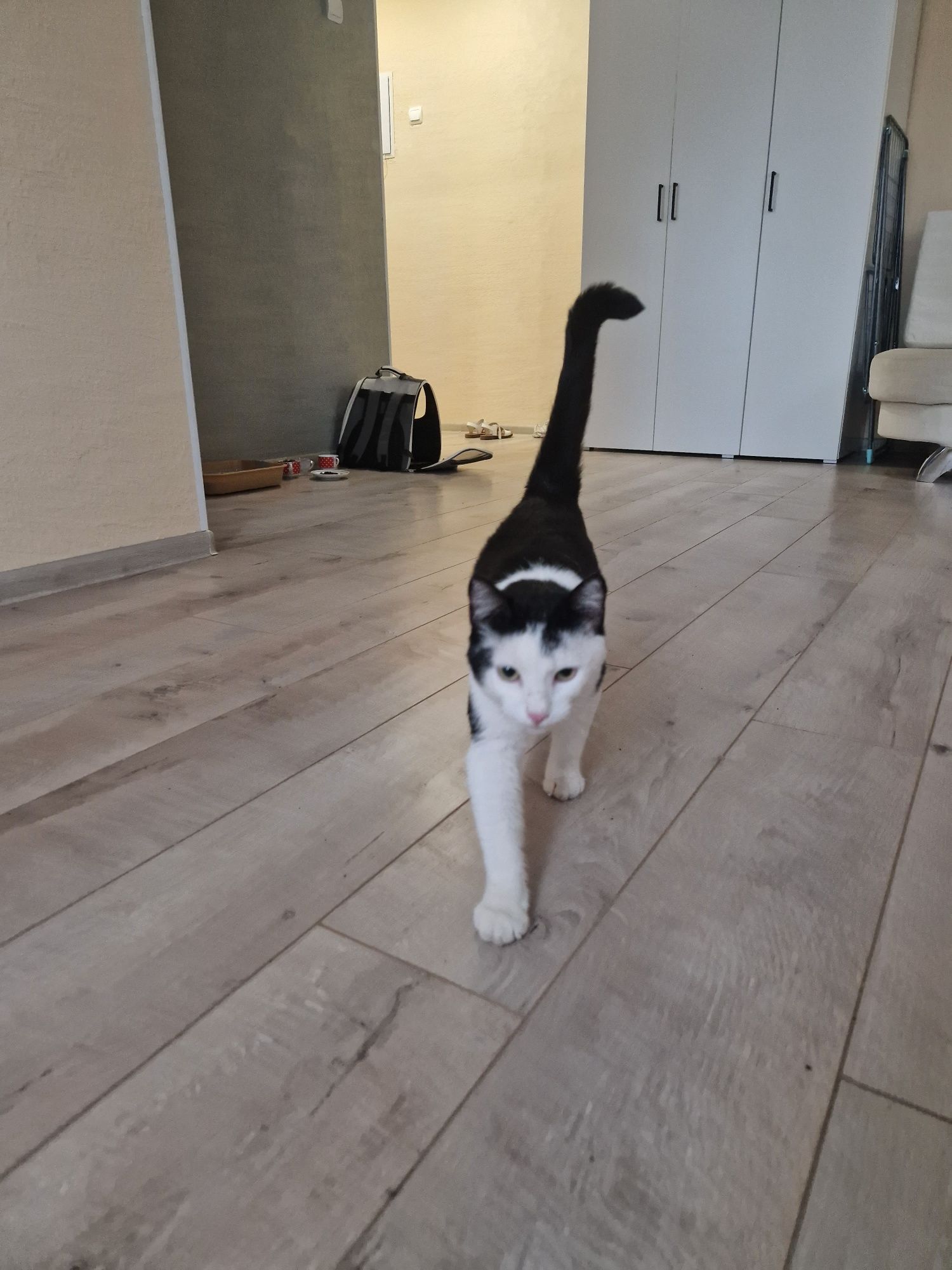 Котик в поисках дома