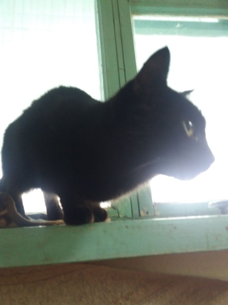 Кошка СТЕРИЛизованная