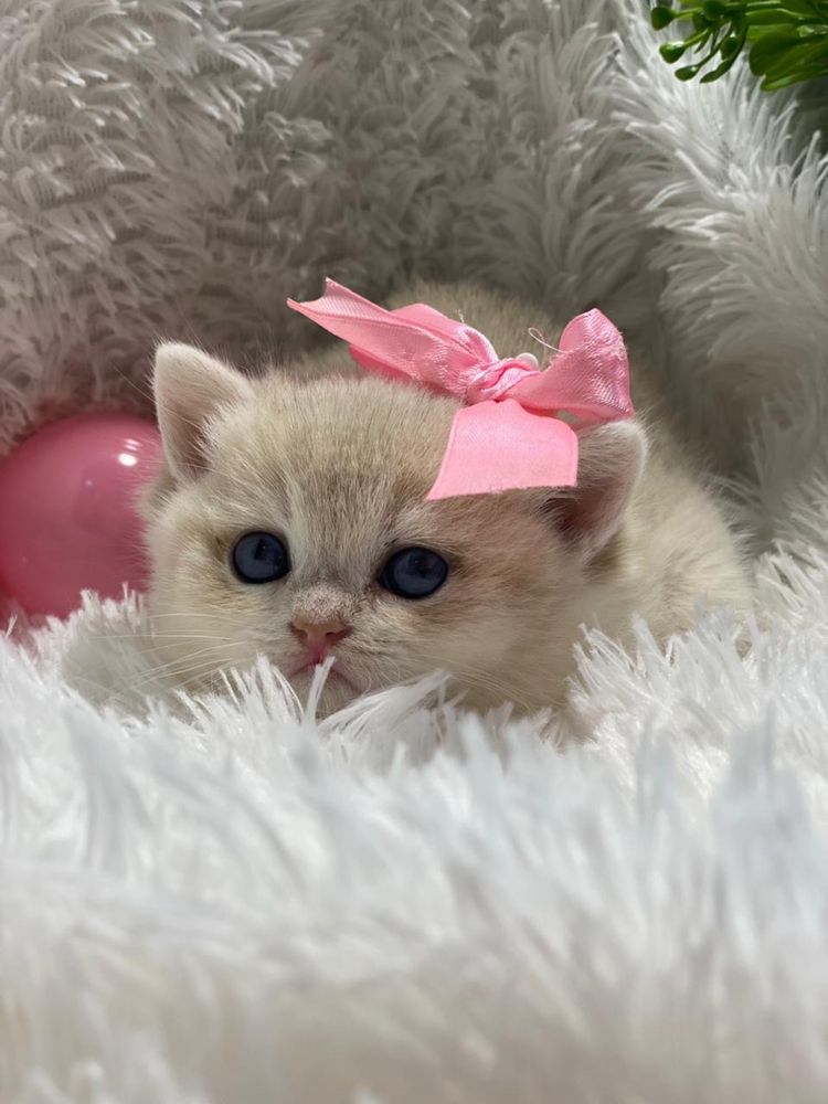 Котики кошечки британские