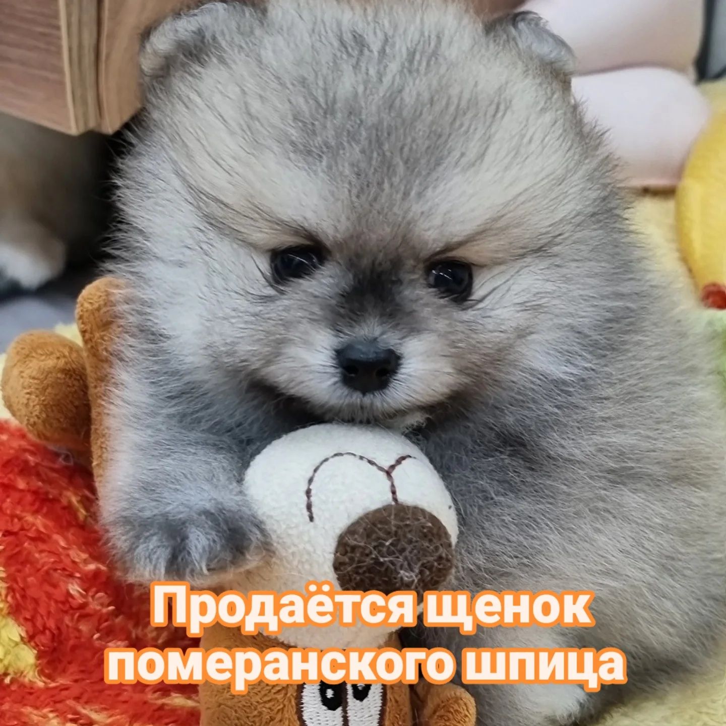 Продам щенков померанского шпица