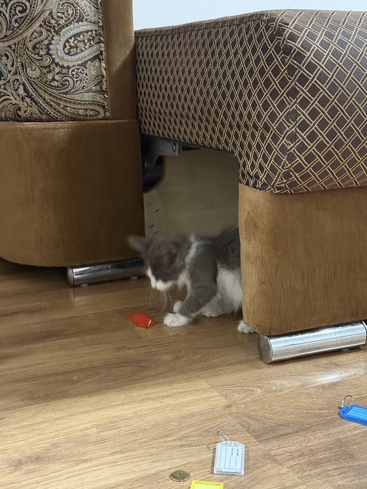 Котенок ,  2 месяца, сумка в подарок