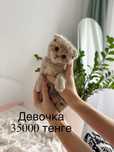 Продам котят скотишь
