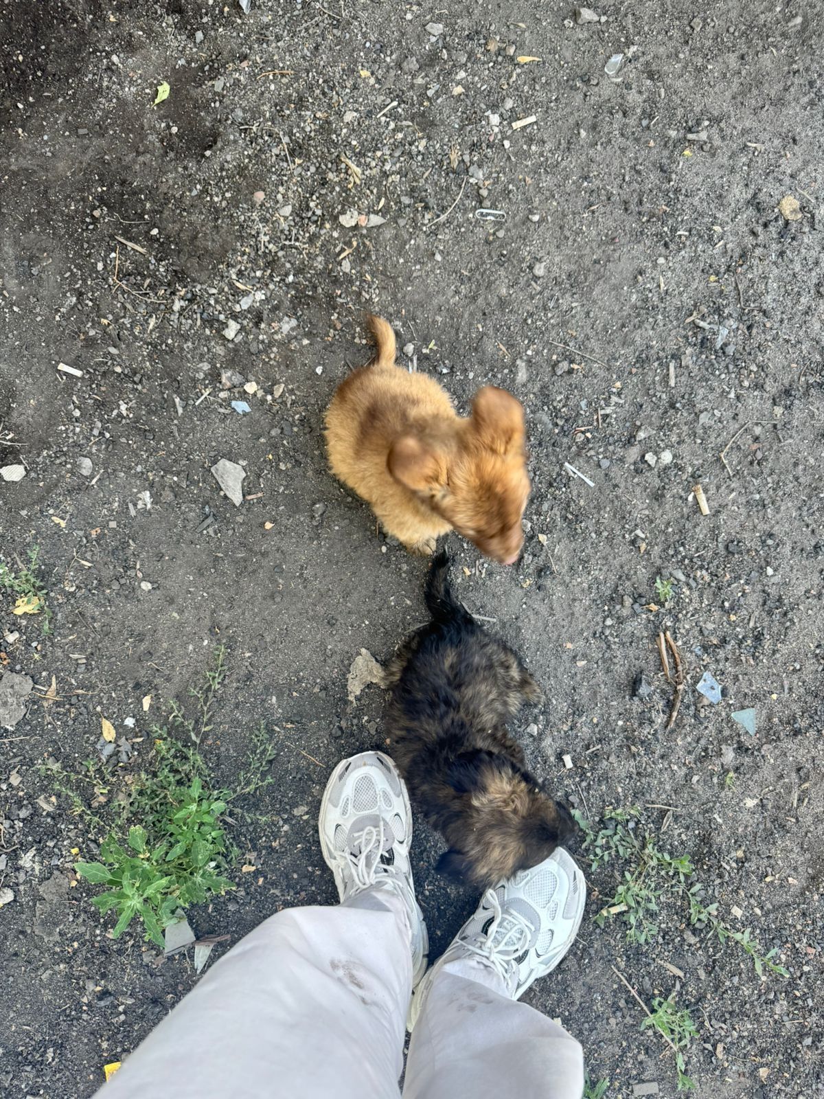 Дарю щенят!                .