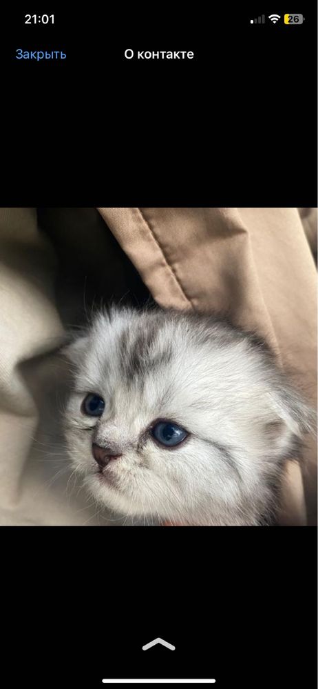 Нужна кошка для вязки