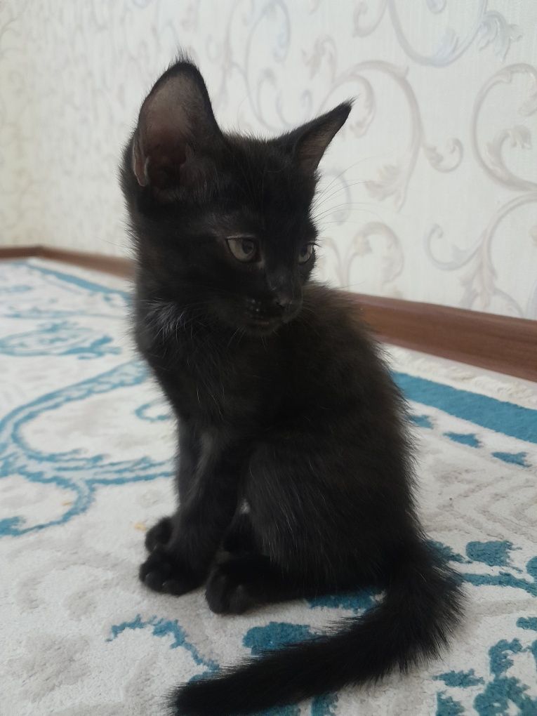 Котята 2  месяца