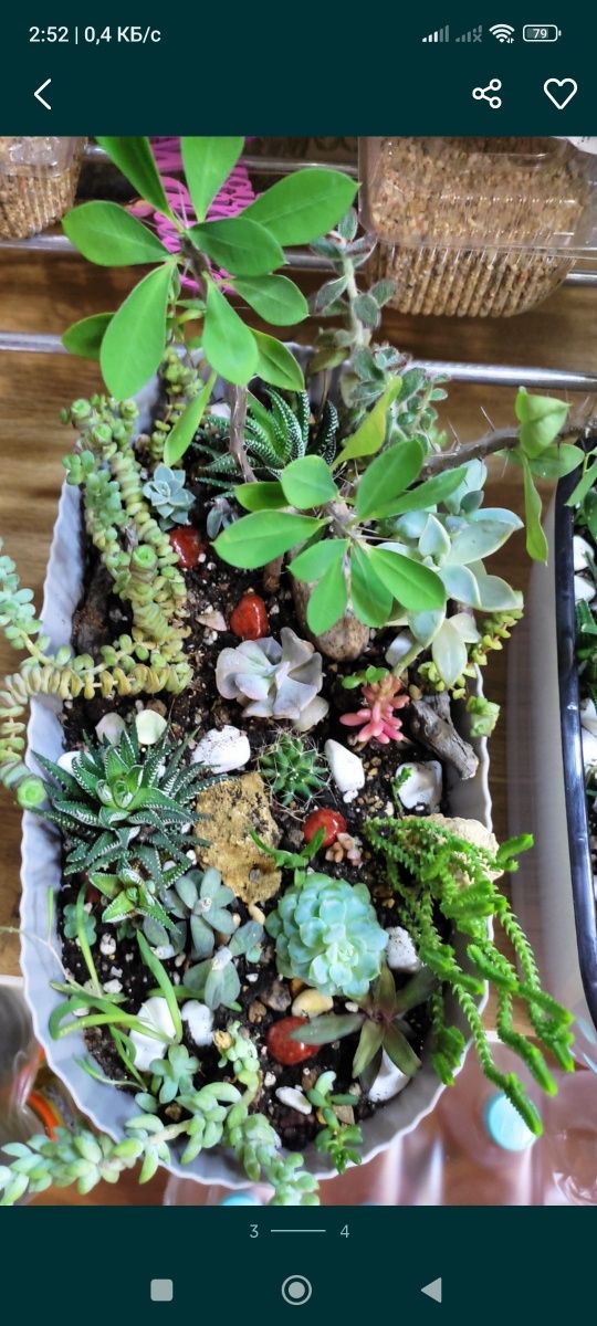 Садики из суккулентов
