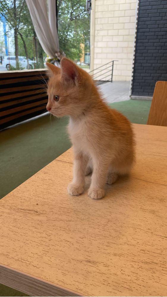 Отдам в добрые руки маленких котят