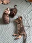 Отдам котят в добрые руки! 3 девочки