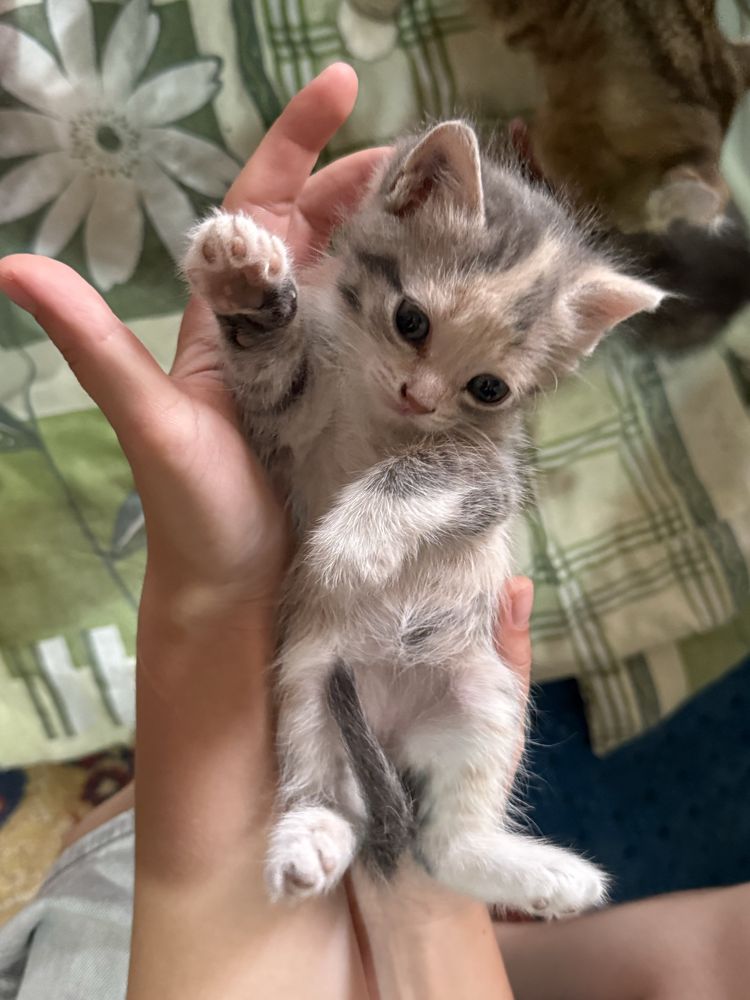 Отдам котенка девочку