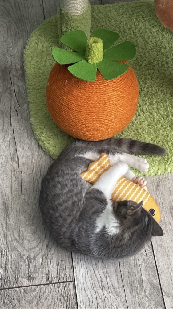 Кошка в добрые руки