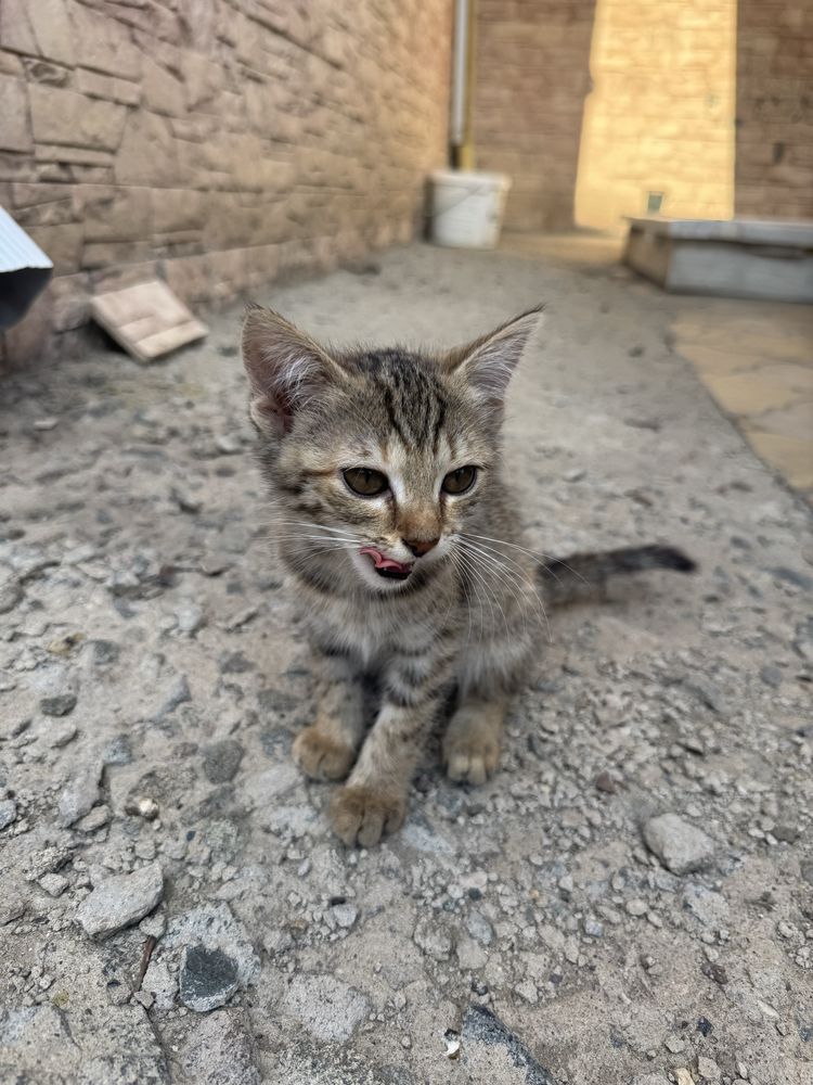 Отдам котенка в добрые руки