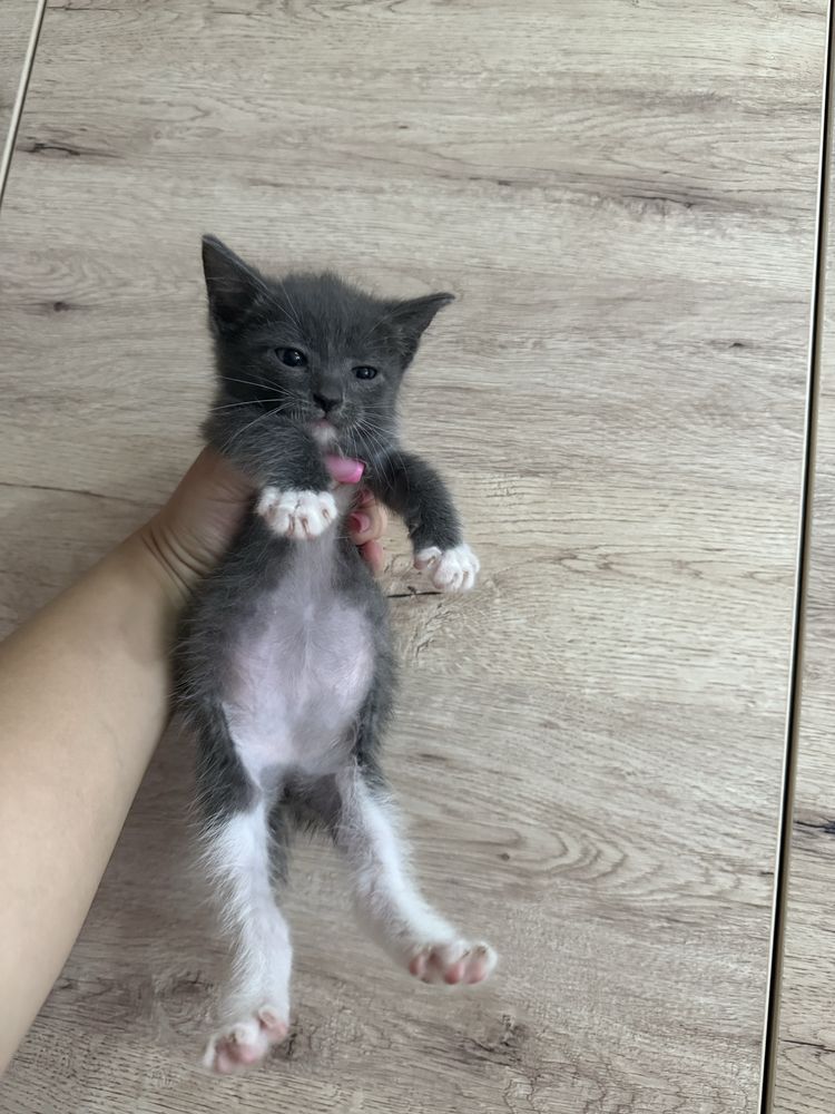 Отдам котят, бесплатно, СРОЧНО!!!