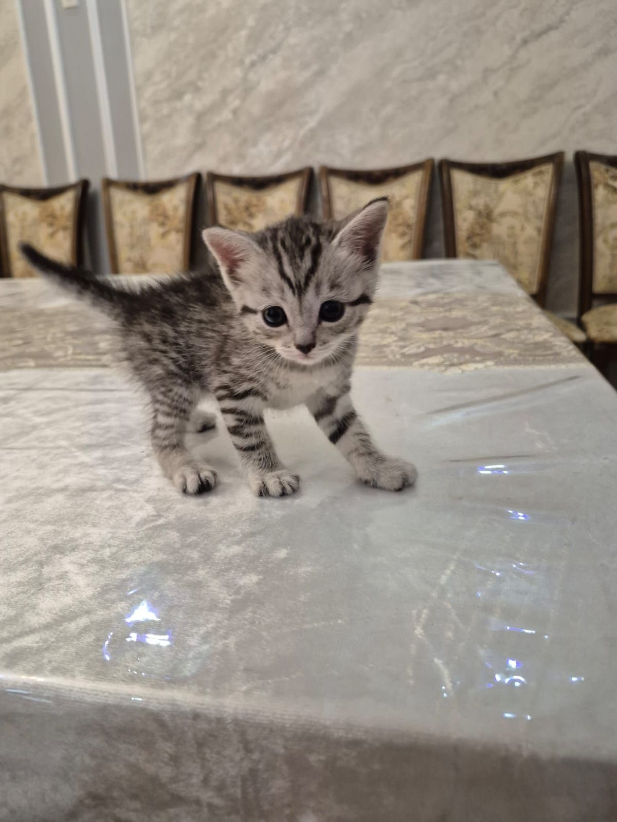 Котенок маленький милый