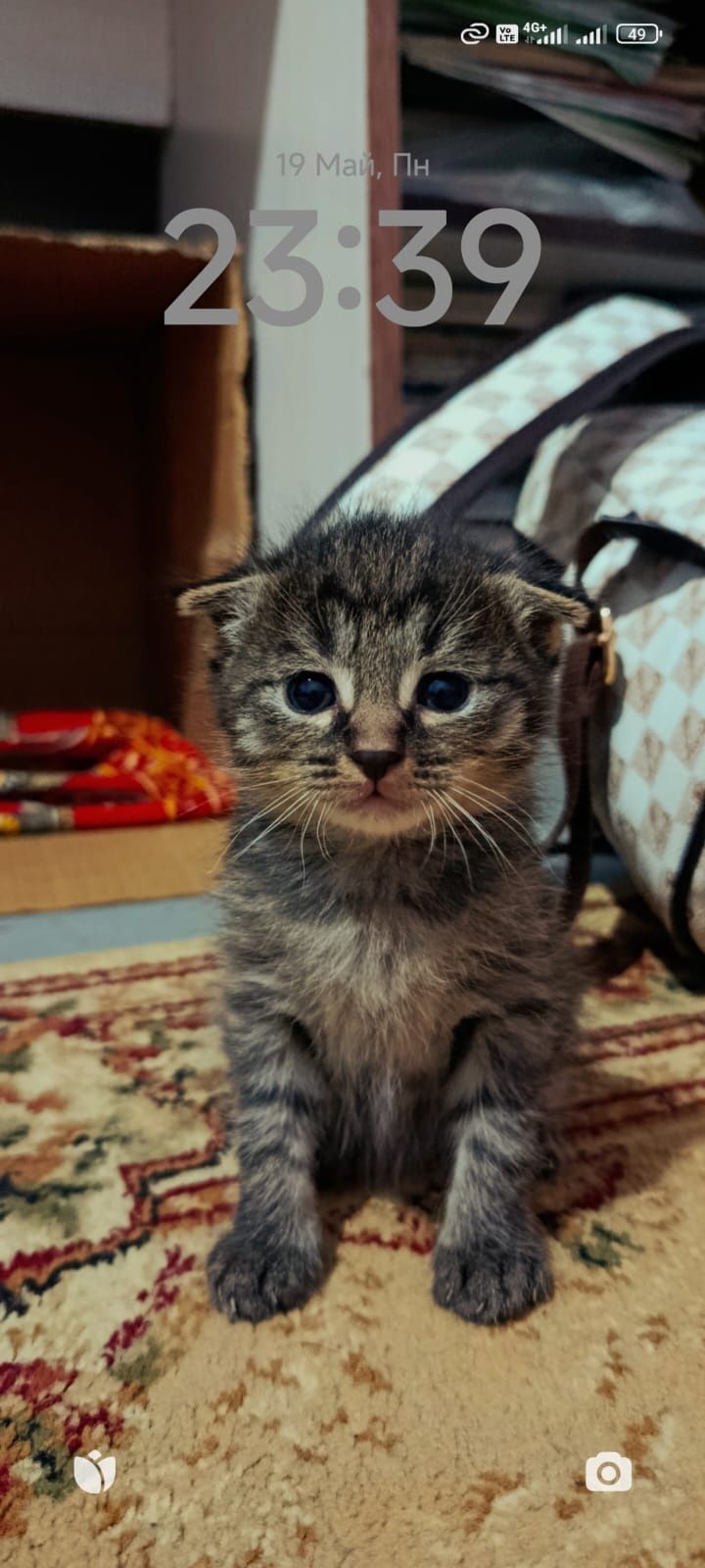 Котята вислоухие  2 месяца.