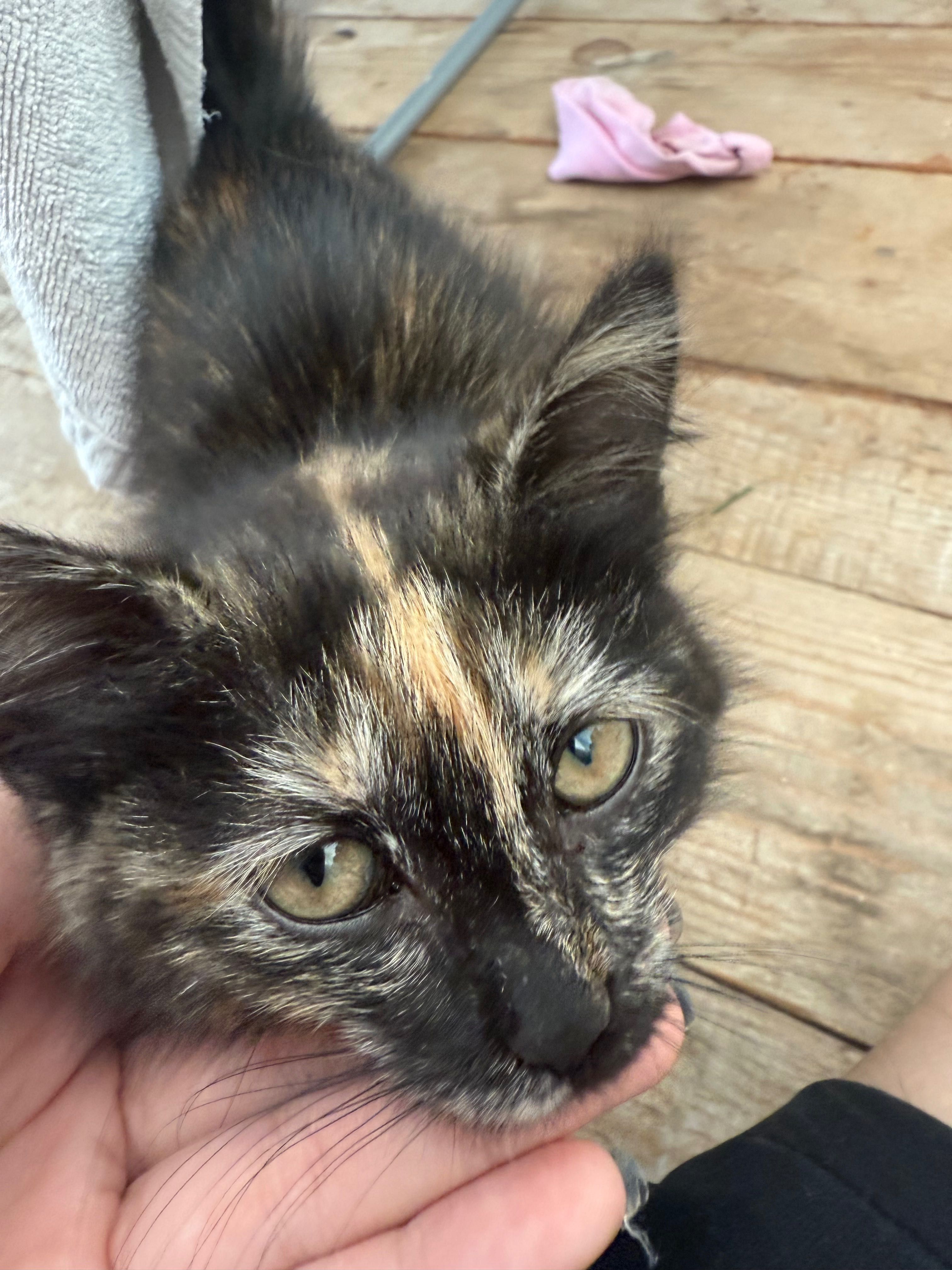 Котенок девочка , дворняжка