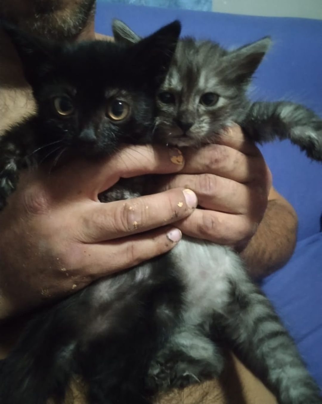 Котята от Шотландской кошки