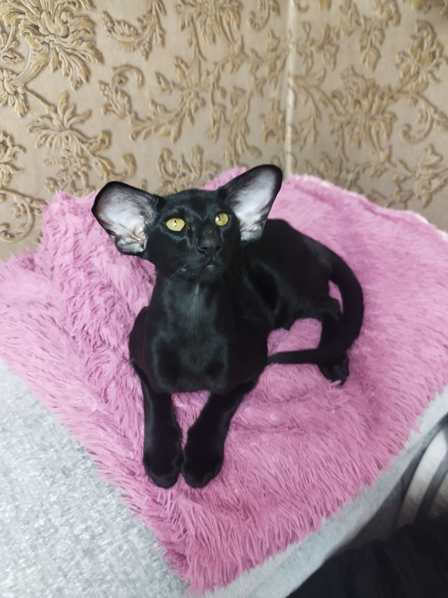Ориентальные котята экстрим
