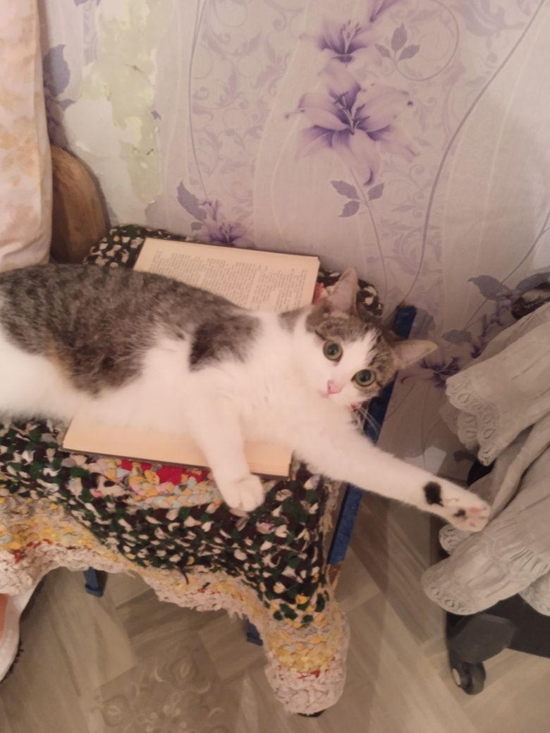 Отдам кошек в частный дом