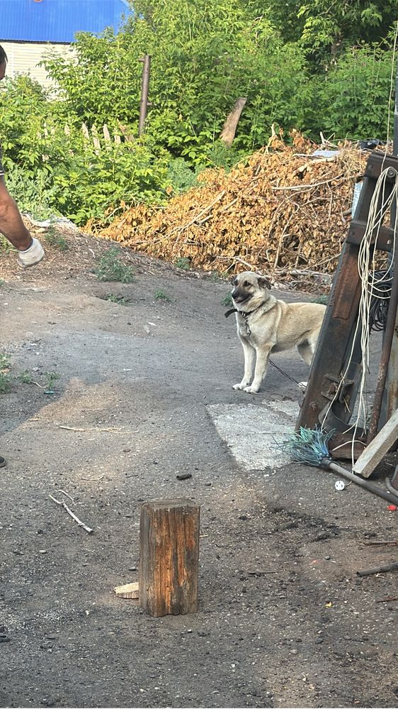 Отдам в хорошие руки две собаки очень хорошие
