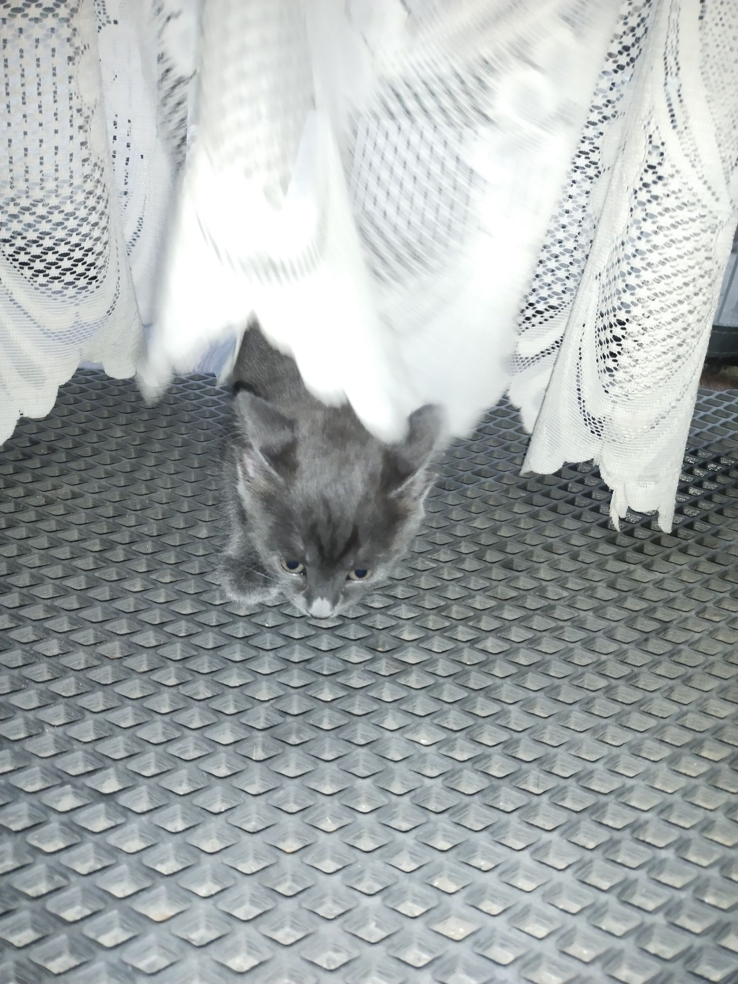 Котенок мальчик бесплатно