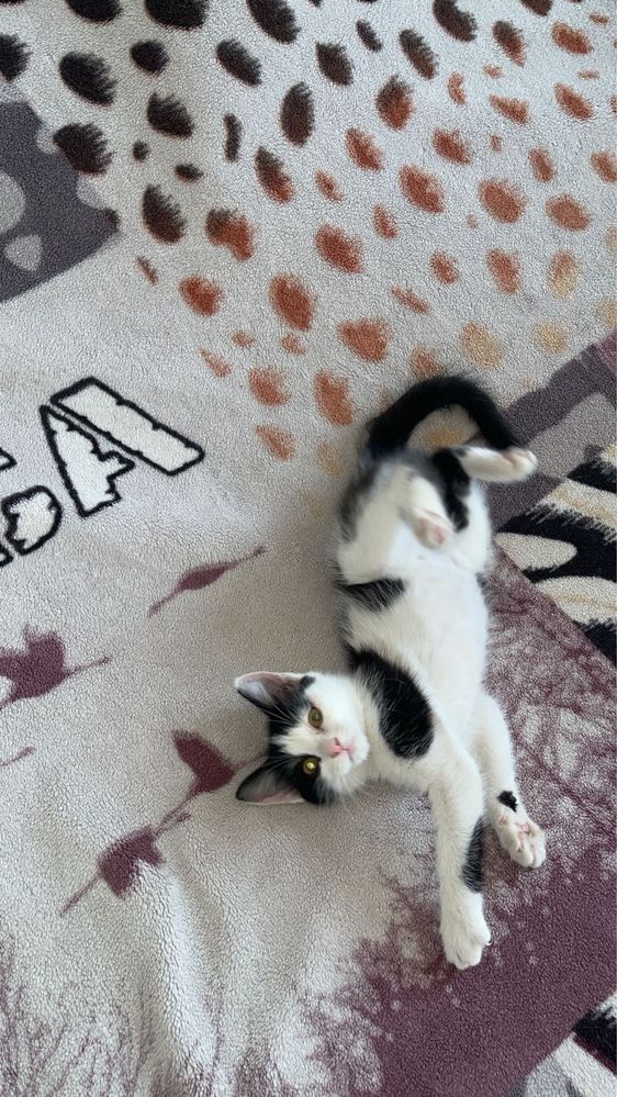 отдам котенка в добрые руки