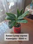 Продам комнатные цветы: бегонии, замиокулькас, острый перец, кумкват