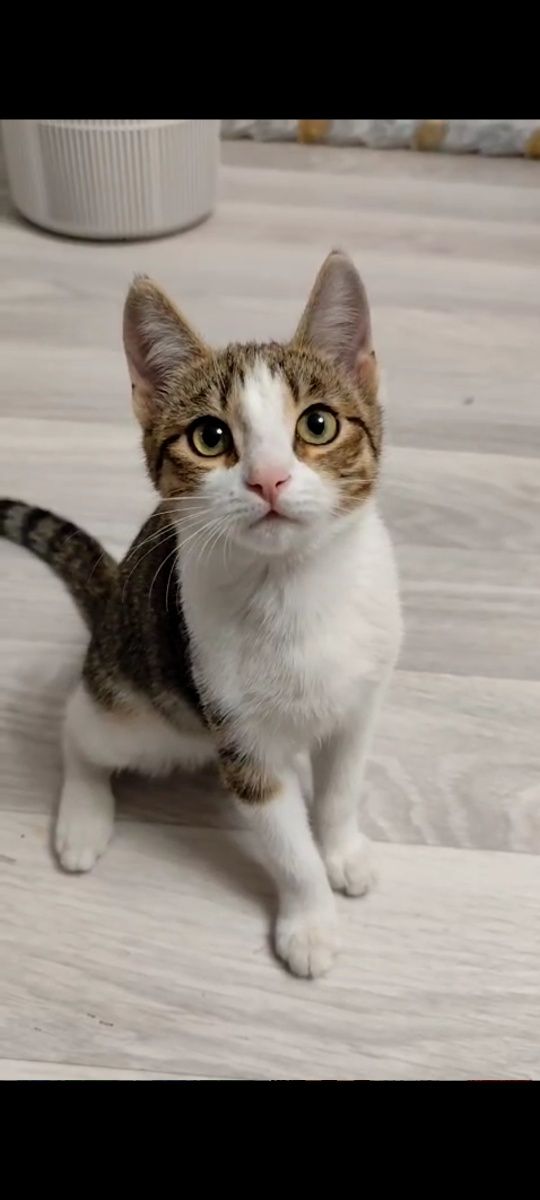 Котёнок девочка 5 месяцев ищет  дом