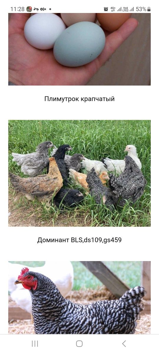 Петухи Доминанты ,Брама 6  месяцев