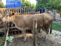 Продается молочные коровы.