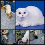 Кот шотландский вислоухий с большим опытом