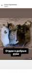 Отдам котят в добрые руки