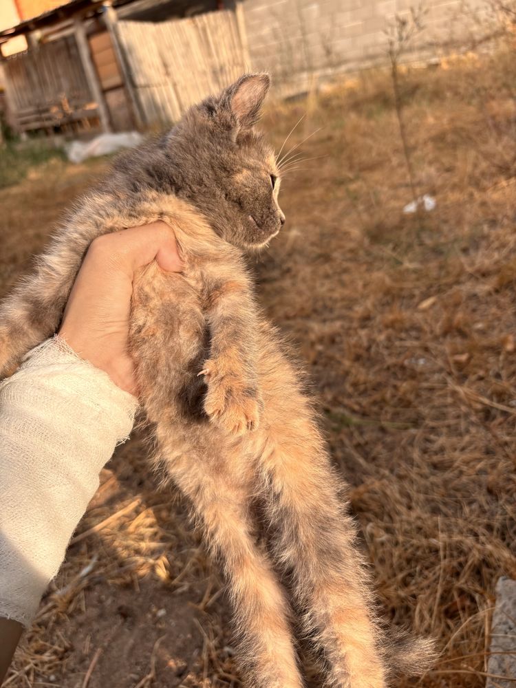 отдаю котенка девочку в добрые руки
