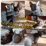 Котята Петерборда
