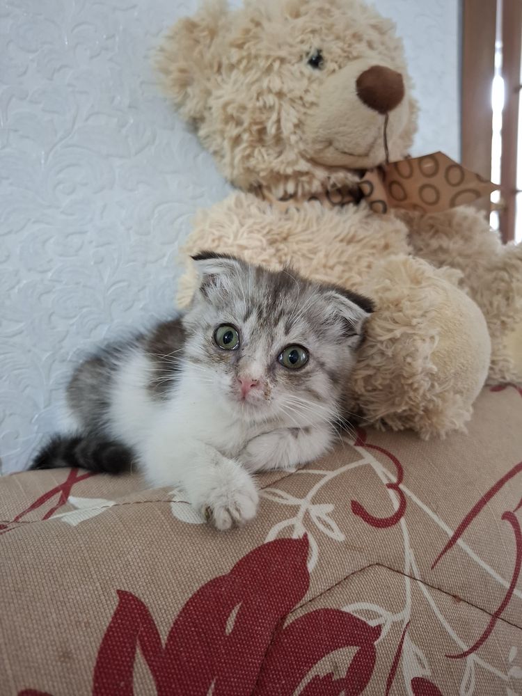 Котенок в добрые руки