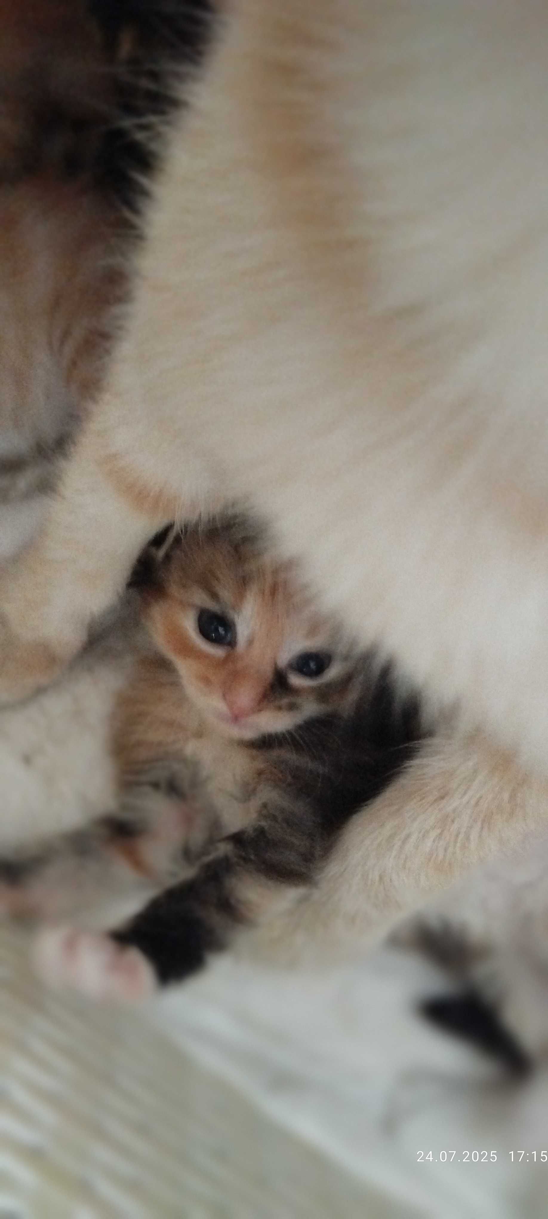 Подарю симпатичных котят