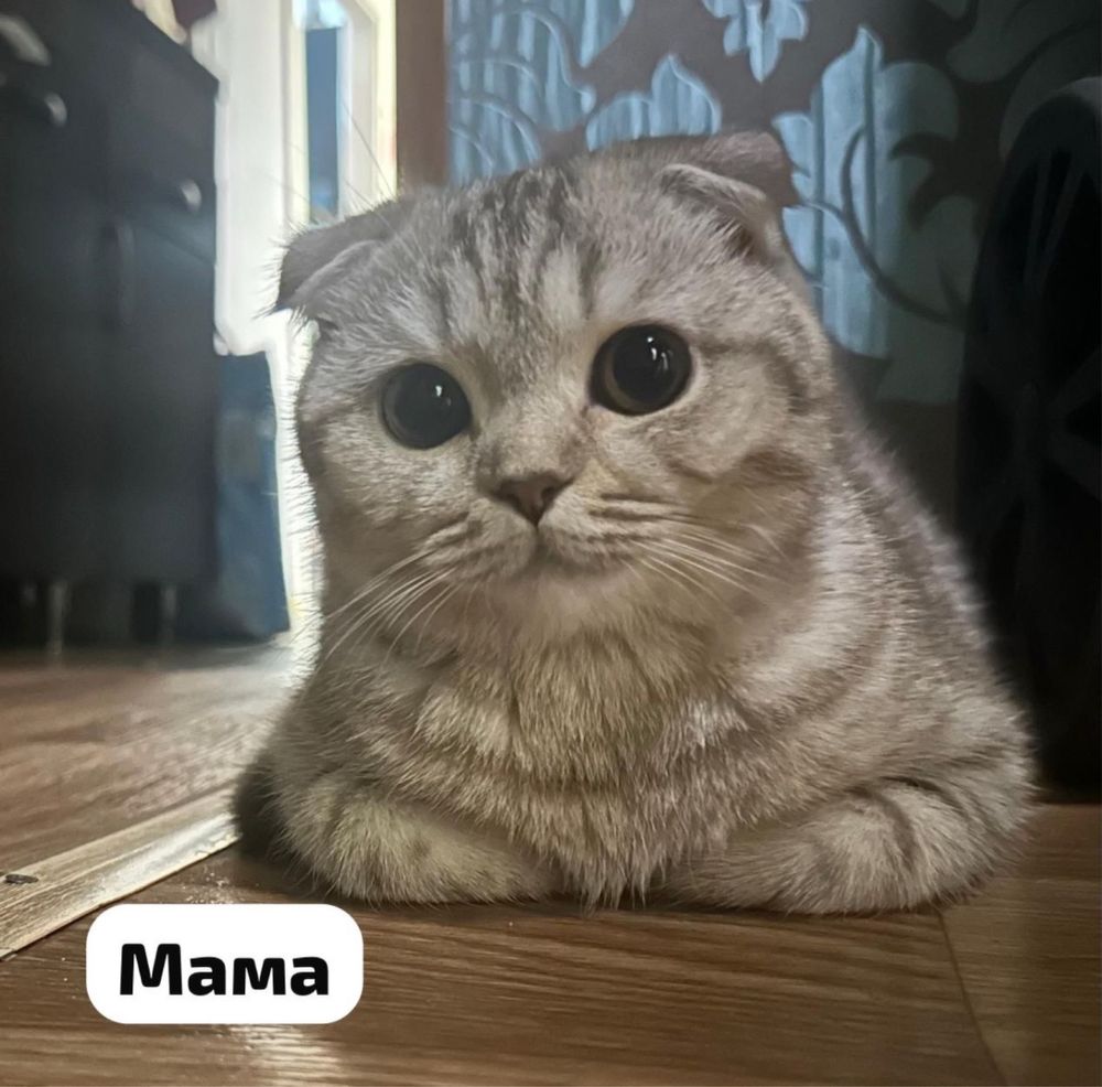 Очаровательный котёнок-шотландка, серебро!