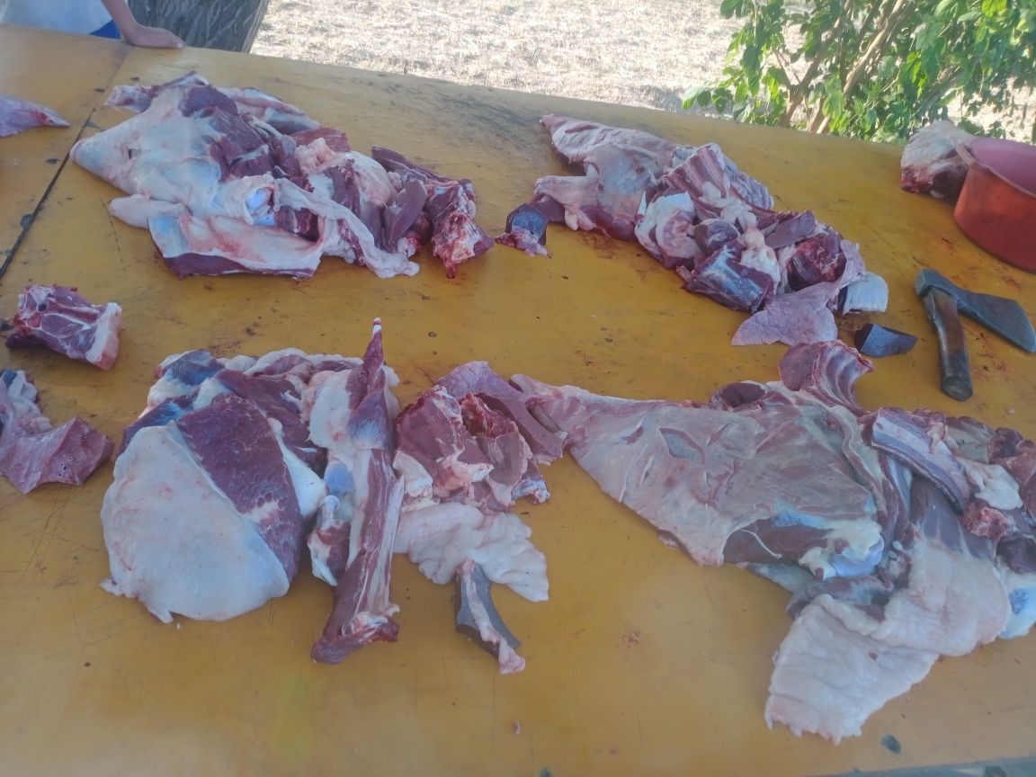 Күнделікті Жылқы еті Соғым мясо согым