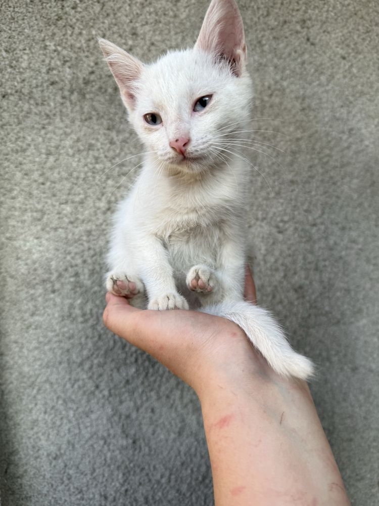 Отдам в добрые руки брошенных котят