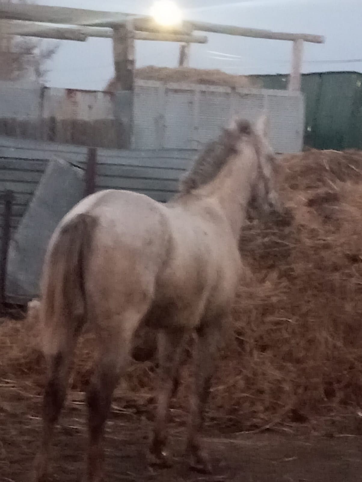 Продам жеребца полукровка
