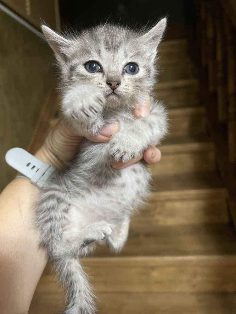 Отдам полупородистых котят
