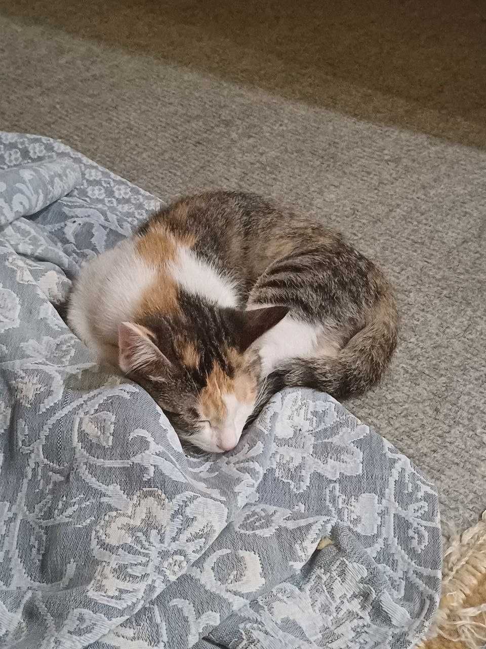 Котята в добрые любящие руки