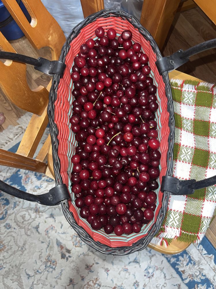 Продам сладкую вкусную садовую вишню