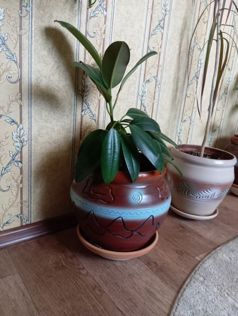 Цветы фикусы два шт.70см