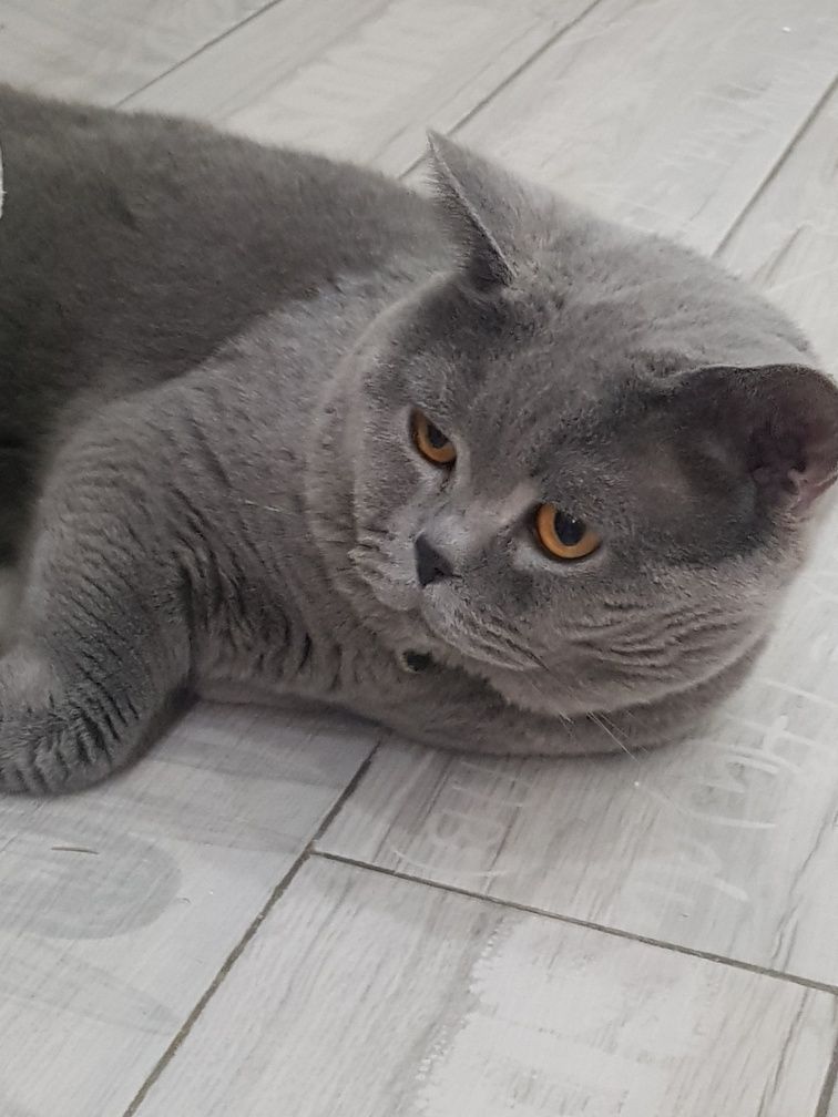 Вязка кота голубого окраса брианец опытный, ждет свою даму сердца