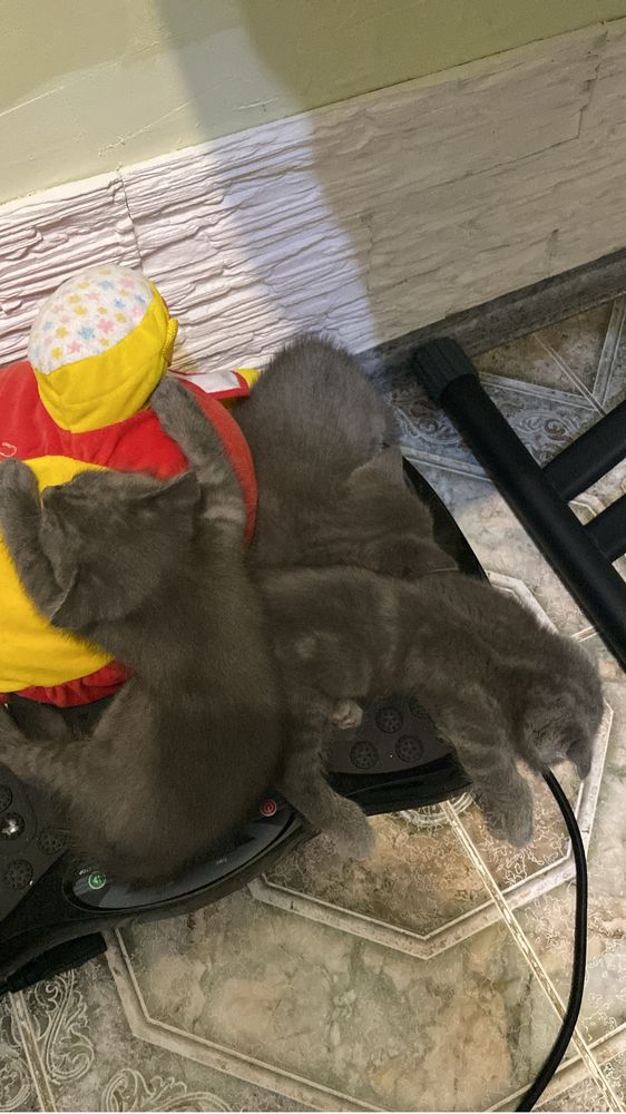 Продаются породистые котята