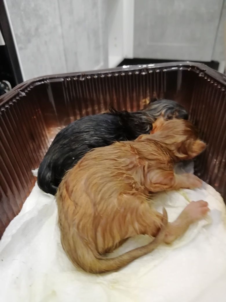Отдам котят в хорошие руки