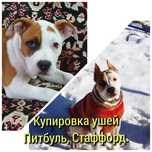 Купирование  ушей. Купировка