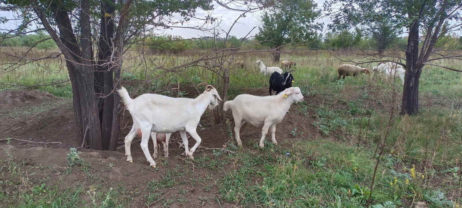 Продам мелкий рогатый скот