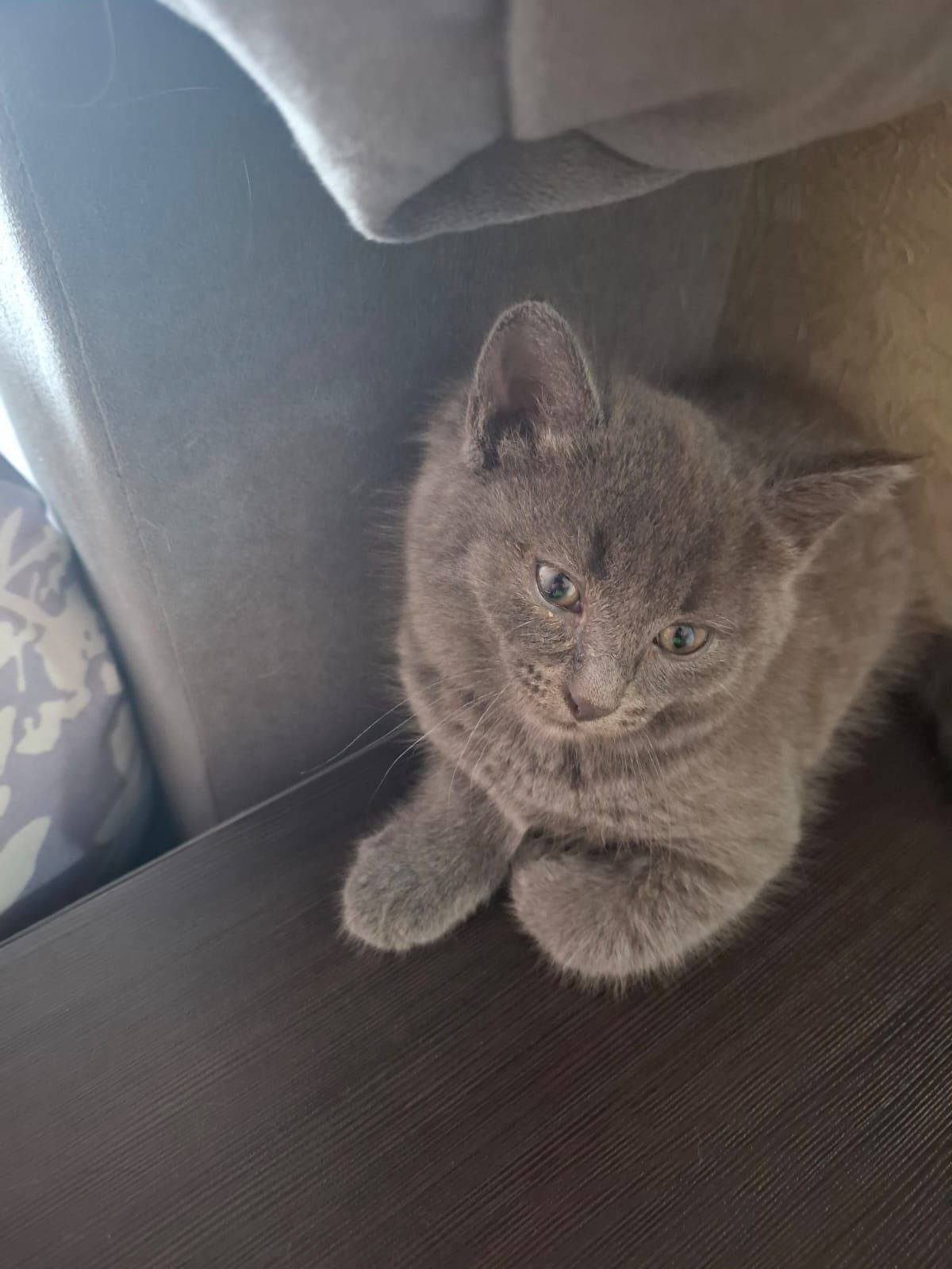 Отдам в добрые руки котят
